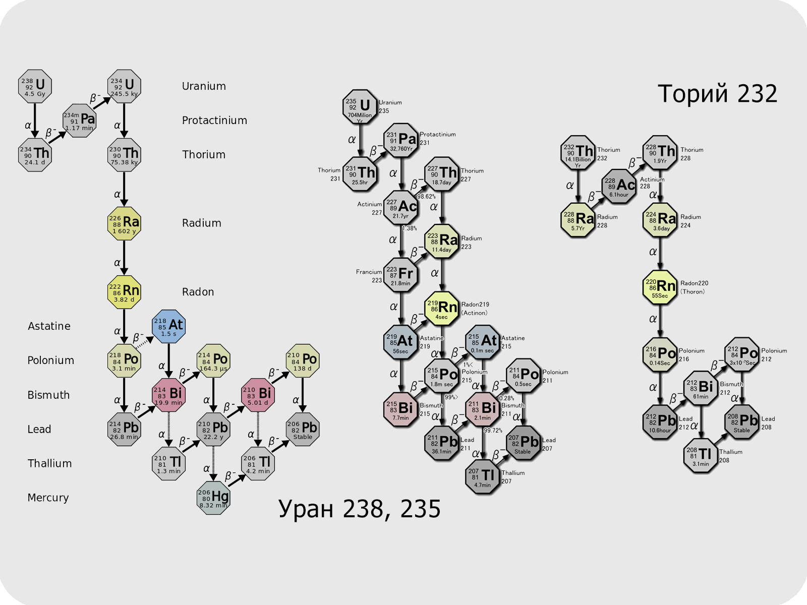 На рисунке представлена цепочка превращений радиоактивного урана 238 в стабильный свинец 206